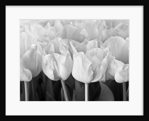 Bunch of Tulips by Assaf Frank